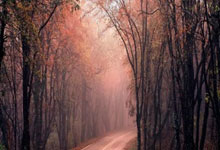 雄鹿火箭交易传闻：字母哥或赴休斯顿雄鹿获潜力新星+选秀权